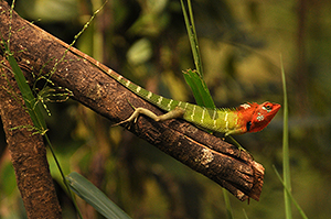 Calotes calotes